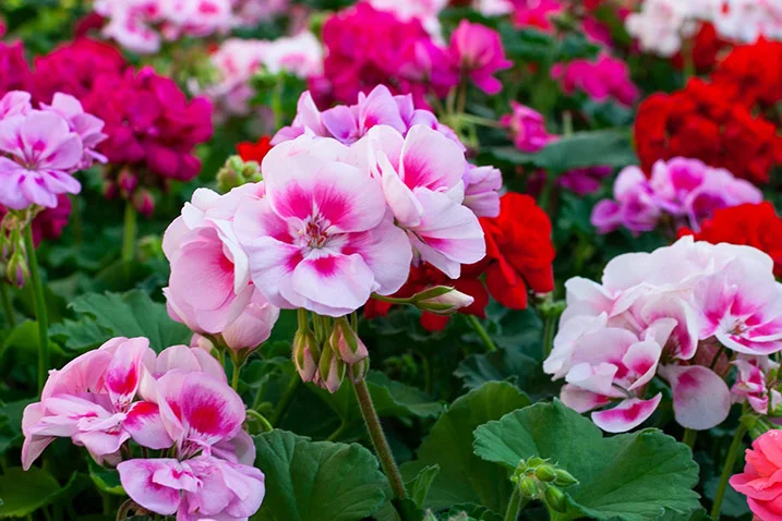 Rosa und rote Geranien